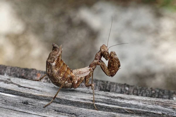 Espécimen Una Mantis Europea Marrón Joven — Foto de Stock