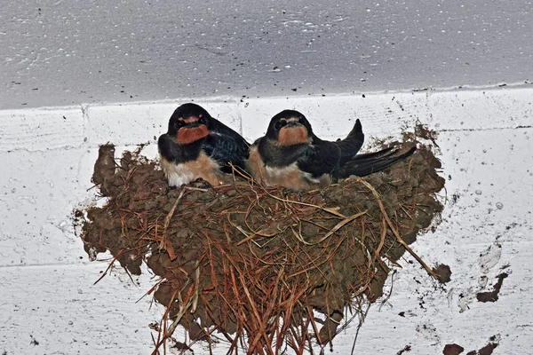 Merpati Beristirahat Pohon Privet Mengkilap Sambil Makan Pada Buah 