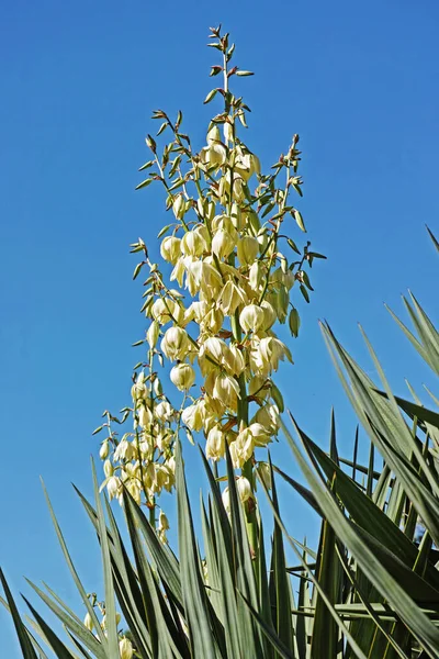 Yucca Filamentosa Pflanze Mit Blühenden Rispen — Stockfoto