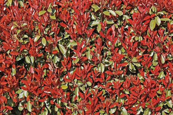 Photinia Fraseri Che Mostra Colore Rosso Della Nuova Crescita Foto Stock Royalty Free