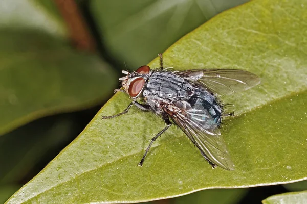 Stubenfliege Auf Blatt Musca Domestica Muscidae — Stockfoto