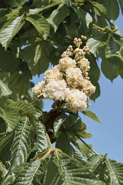 Blommor Och Blad Hästkastanj Baumannii Träd Aesculus Hippocastanum Baumannii — Stockfoto