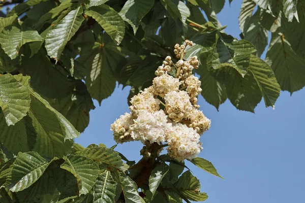 Blütenstand Der Rosskastanie Baumannii Baum Frühling — Stockfoto