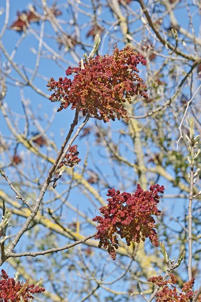 Inflorescência Terebintos Pistacia Terebinthus Anacardiaceae — Fotografia de Stock