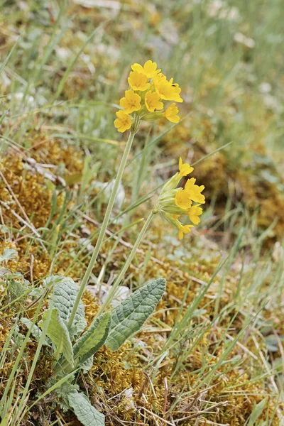 Cowslip Comum Primula Veris Planta Flor Primavera — Fotografia de Stock