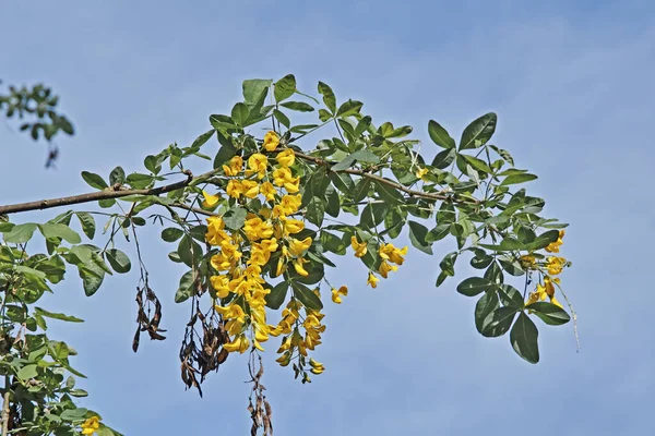 Cadena Dorada Laburnum Común Rama Con Flores Hojas Primavera — Foto de Stock