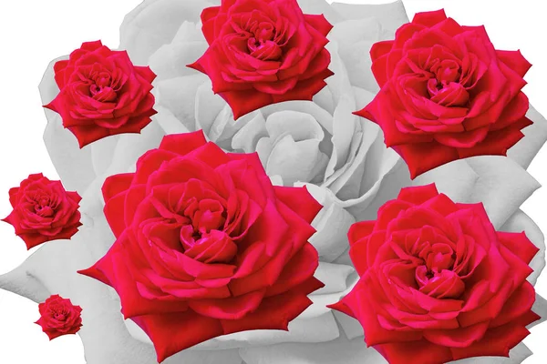 有红玫瑰的构图被分离出来并复制在不同的尺寸上 — 图库照片