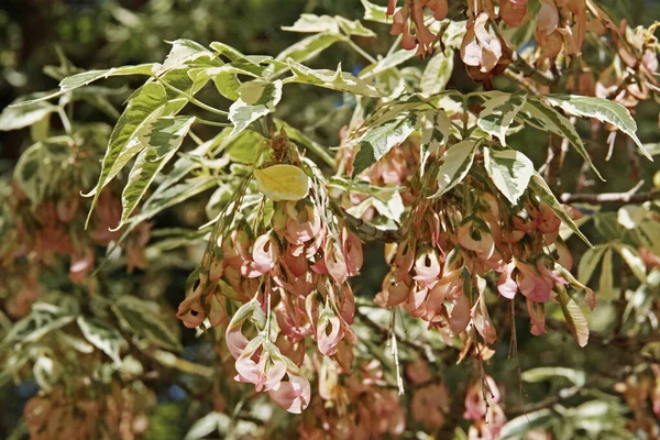 detail of a branch of variegated box elder with leaves and samaras, Acer negundo, Aceraceae