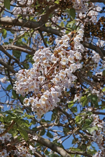 桐の花序トメノサ科プリンセスツリー — ストック写真
