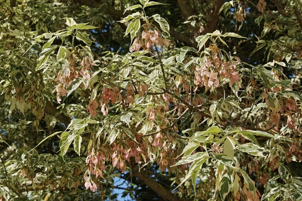 Variegated Box Elder Branch Leaves Fruits Acer Negundo Aceraceae — Stock Photo, Image