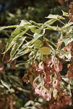 Yaprakları, samaraları, Acer negundo 'su ve Aceraceae' si olan çeşitli bir kutu büyüklerinin dalına yakın dur.