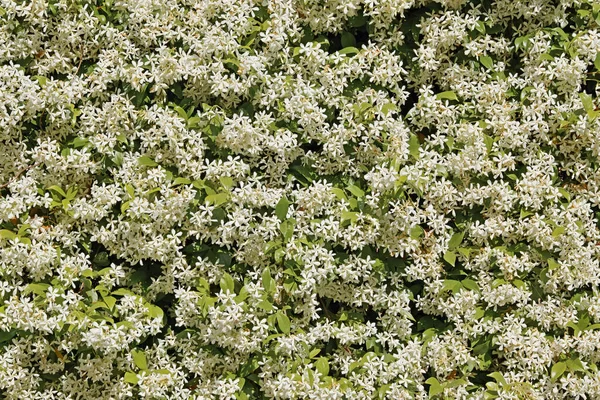 Détail Grand Arbuste Jasmin Étoilé Pleine Floraison Qui Couvre Clôture — Photo