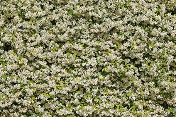 Large Shrub Star Jasmine Full Bloom Covers Fence House — Stock Photo, Image