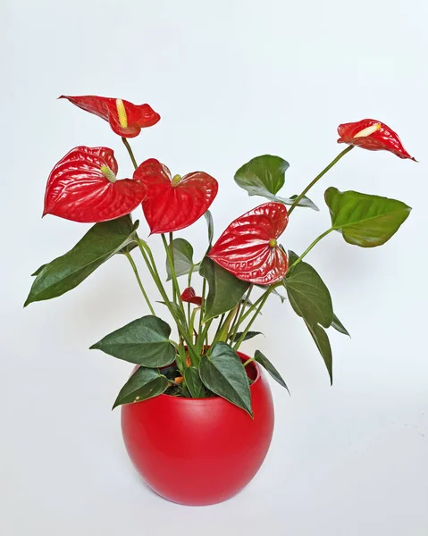 Anthurium Plant Een Rode Pot Anthurium Andraeanum Araceae Stockfoto