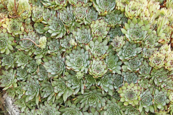 Many Plants Rosettes Common Houseleek Grow Stone — Stock Photo, Image