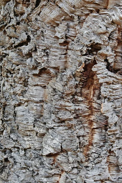 Korkeiche Rindendetail Eines Alten Exemplars Quercus Suber Fagaceae — Stockfoto