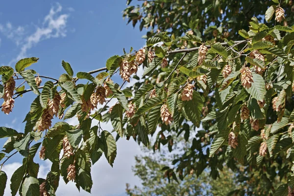 Infructescências Folhas Choupo Europeu Verão Carpinus Betulus Betulaceae — Fotografia de Stock