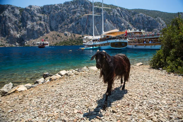 Capra sull'isola in Turchia — Foto Stock