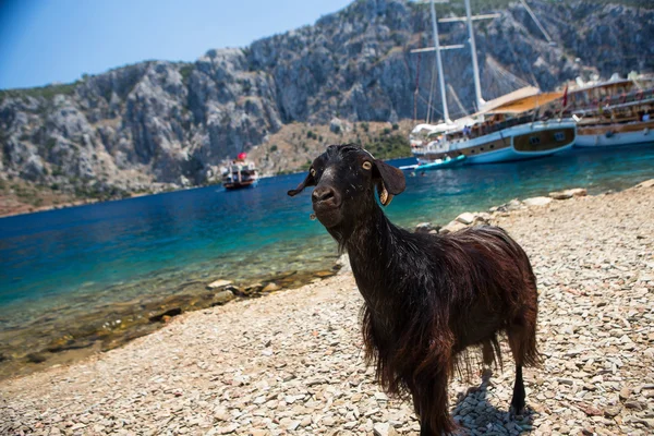 Koza na ostrově v Turecku — Stock fotografie