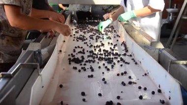 İşçiler üzüm şarap üretimi için hazırlanıyor