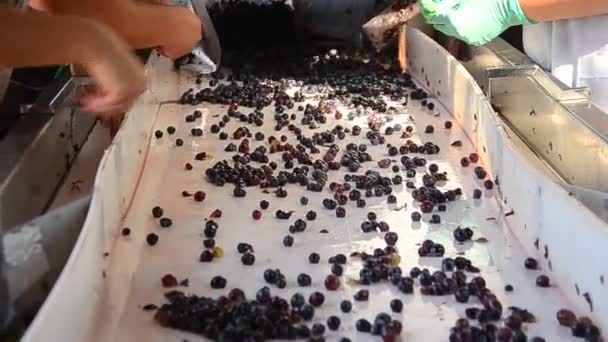 Trabajadores que preparan uva para la producción de vino — Vídeo de stock