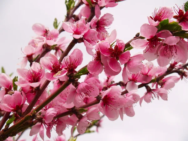 Şeftali çiçekleri