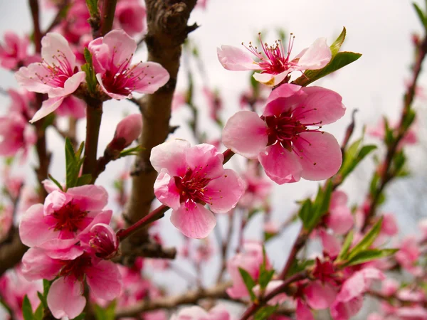 Şeftali çiçekleri