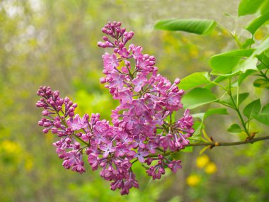 Baharda leylak çiçekleri
