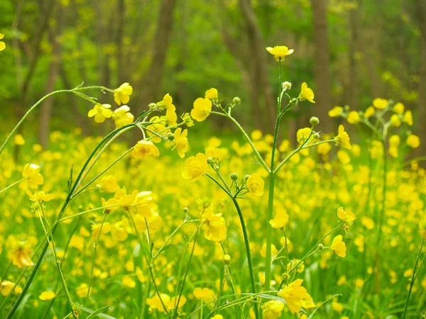 Yellow flowers in the forest — Stock Photo, Image