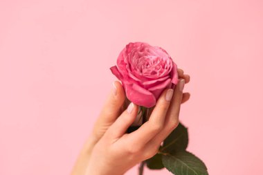 Güzel bir kadının elleri bir gül tutuyor..