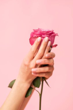 Güzel bir kadının elleri bir gül tutuyor..