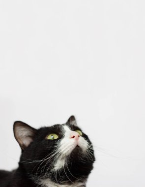 Black and white cat looking up on a white background