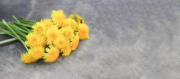 bouquet of yellow dandelions on gray wood background,summer bright composition, banner