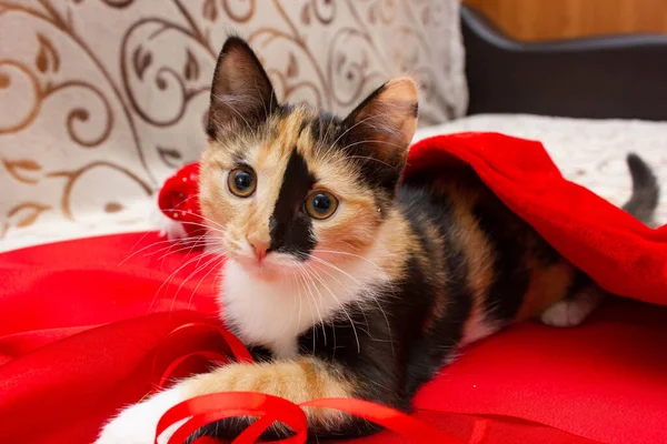 Schildpatt Katze Mit Orangefarbenen Augen Blickt Direkt Die Kamera Liegt — Stockfoto