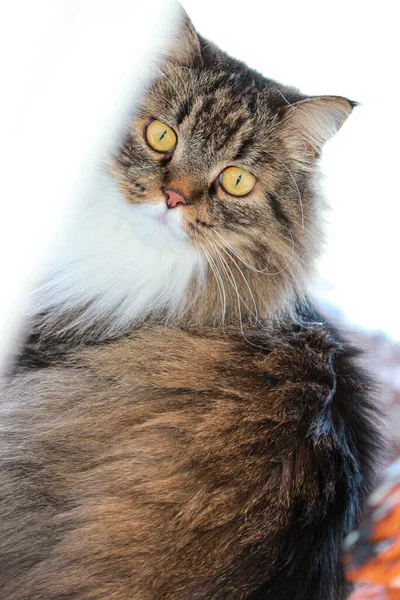 Mullido gato tabby con blanco abajo en el cuello se ve en sorpresa por detrás de las cortinas, ojos de paja grandes brillantes — Foto de Stock