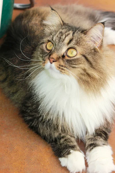 Mullido gato tabby con blanco abajo en el cuello se encuentra en el suelo y mira hacia arriba, grandes bigotes y ojos — Foto de Stock