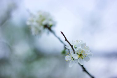 Arkaplanı bulanık bir elma ağacının dalı, narin bir kartpostal..