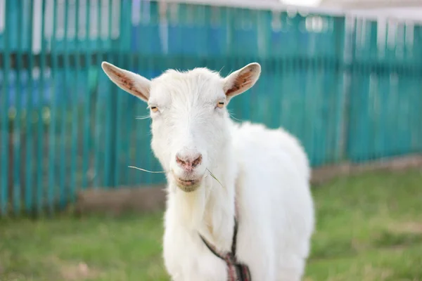 Retrato de cerca de cabra adulta blanca en el campo del pueblo —  Fotos de Stock