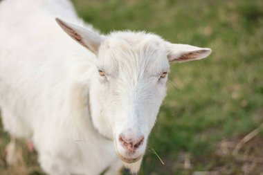 Köyün kırsalındaki beyaz keçinin yakın plan portresi.