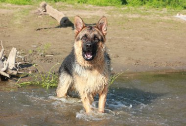 Nehir suyunda koşan kızgın Alman çoban köpeği dişlerini, eğitimini ve safkan bir köpeğe baktı.