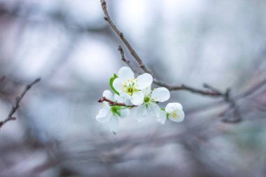 Arkaplanı bulanık bir elma ağacının dalı, narin bir kartpostal.