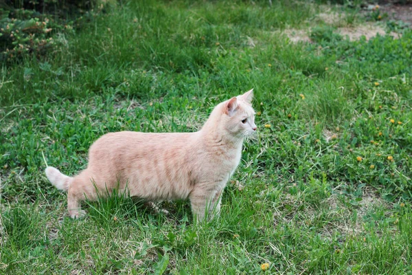 Red fluffy cat walks in nature in green grass hunts — Stock Photo, Image
