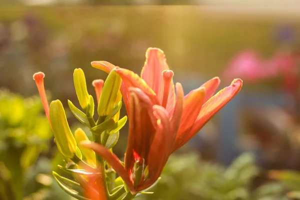 Flor Lírio Jardim Uma Casa Campo Belos Raios Sol Flores — Fotografia de Stock