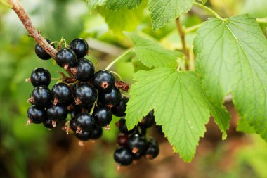 branch of black currant with bright berries, country house with a garden, harvesting for the winter and harvesting clipart