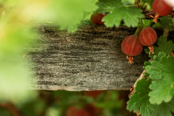 Red gooseberries hanging on a branch on a wooden background, harvesting and harvesting for the winter — Stock Photo, Image