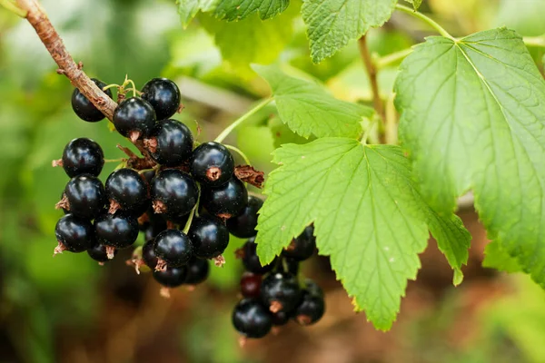 Rama de grosella negra con bayas brillantes, casa de campo con un jardín, la cosecha para el invierno y la cosecha —  Fotos de Stock