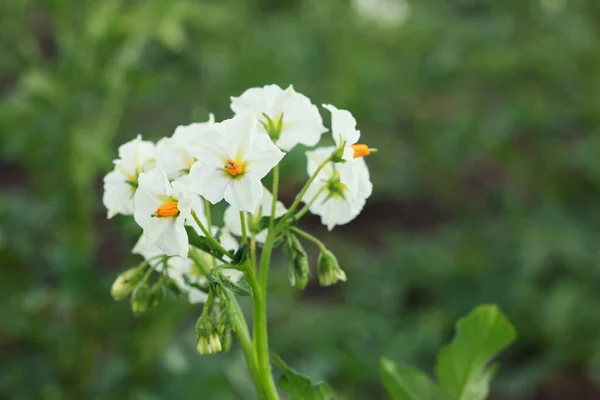 A picture of flowers of new potatoes is in a vegetable garden