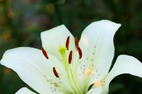 Lirios Blancos Jardín Los Rayos Del Sol Poniente Una Noche — Foto de Stock