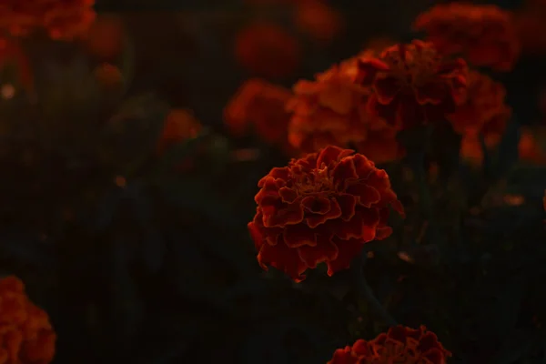 Bahçede kadife çiçekleri günbatımı ışınlarında bir damla çiğ tanesiyle, güzel çiçekli bir kır evinde çiçek tarhı