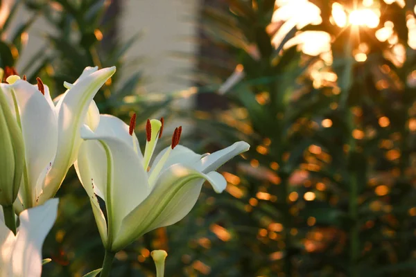 Lírios brancos no jardim nos raios do sol poente em uma noite de verão, parcela do país com um canteiro de flores — Fotografia de Stock